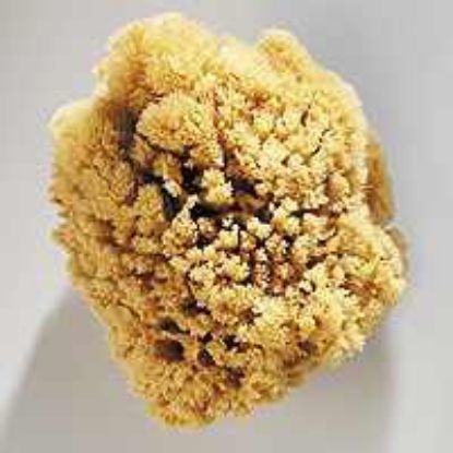 Picture of Medium Painting-Sponge