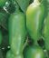 Picture of Hot Pepper Jalapneo Early Spanish