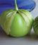 Picture of Tomatillo Gigante Verde Spanish
