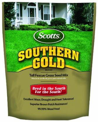 Picture of Tall Fescue