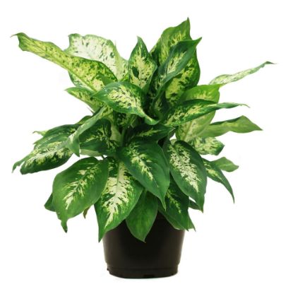 Picture of 4"fol Dieffenbachia/4