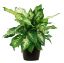 Picture of 4"fol Dieffenbachia/4