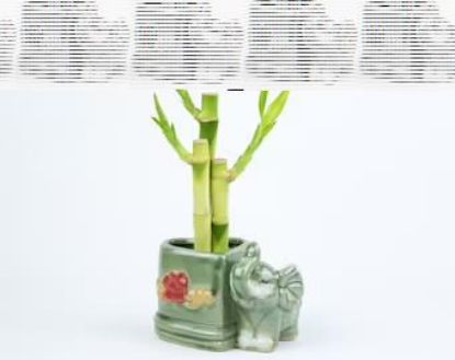 Picture of 4"4"6"bamboo W.animal Pot/4"4"6"