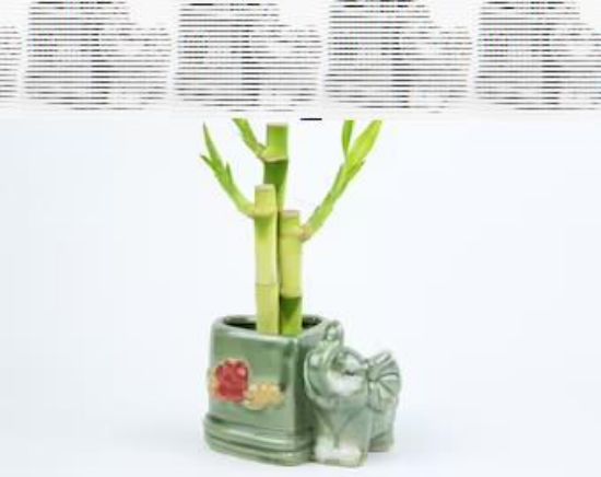 Picture of 4"4"6"bamboo W.animal Pot/4"4"6"