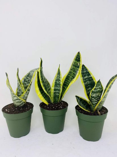 Picture of 4" Snake Plant