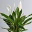 Picture of Spath Peace Lilly 4"