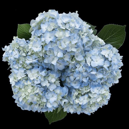 Picture of 6" Hydrangea