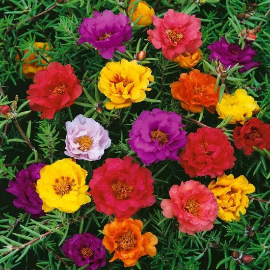 Picture of 10"hbportulaca