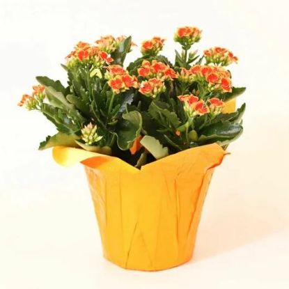 Picture of 4" Kalanchoe/calandiva