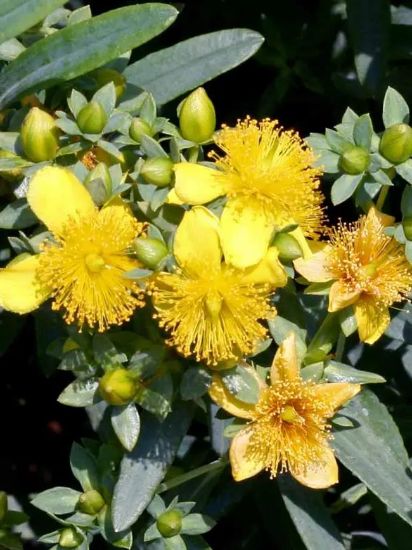 Picture of Hypericum Pumpkin #3