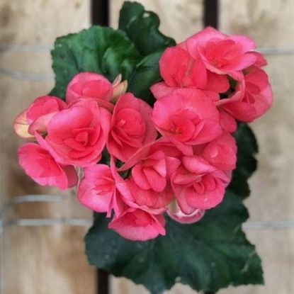 Picture of 4" Rieger Begonia,15asst
