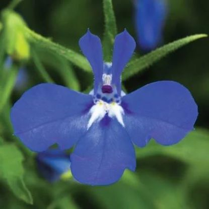 Picture of 10" Hb Lobelia,5blue,5w