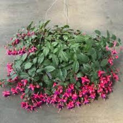 Picture of 10" Hb Fuchsia