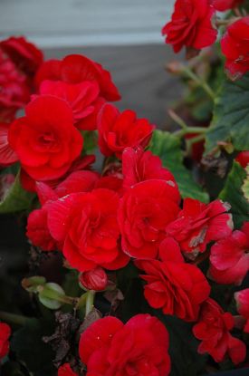 Picture of 10" Hb Begonia Rieger