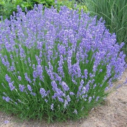Picture of Lavandula Phenomenal Sc 6"