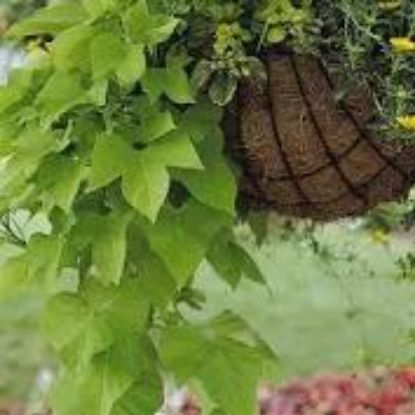 Picture of 4" Sweet Potato Vine Green