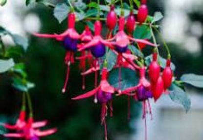 Picture of 4"fuchsia