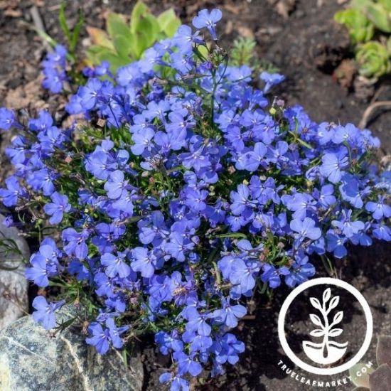 Picture of 4"lobelia,15blue,15w