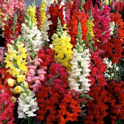 Picture of Flat Snapdragon