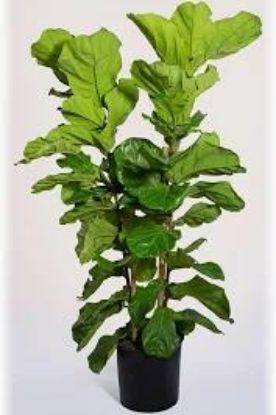 Picture of 10" Lyrata Std