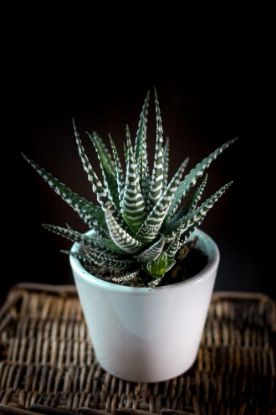 Picture of 2"zebra Cactus Haworthia