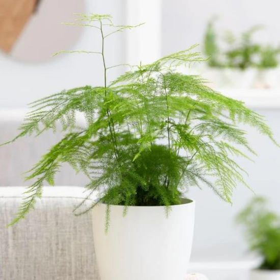Picture of 4"plumosa Fern/4