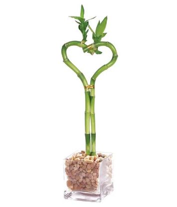 Picture of "8heart Bamboo W. Vase/8