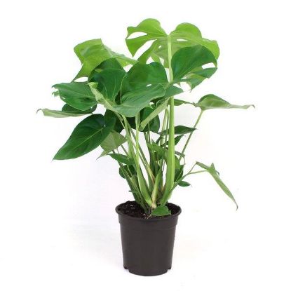 Picture of 4" Philo Monstera