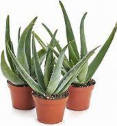 Picture of 6" Aloe Plant
