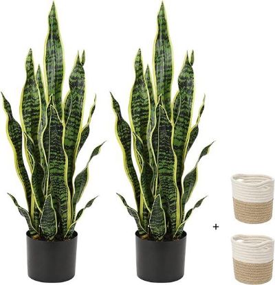 Picture of 4" Snake Plant