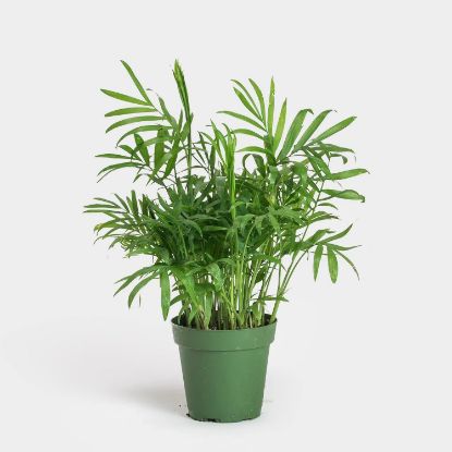 Picture of 4" Neanthe Bella Palm Foliage