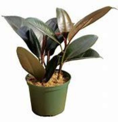 Picture of 6" Rubber Plant