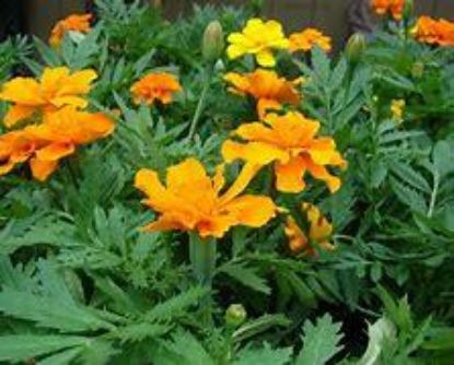 Picture of Marigold Flat