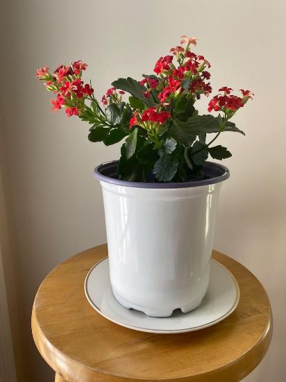 Picture of 6" Kalanchoe