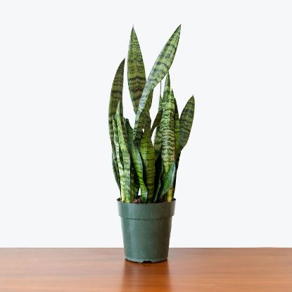 Picture of Sansevieria Zeylanica-snake Plant 10"