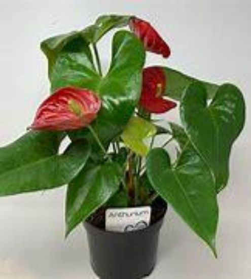 Picture of 6" Anthurium Asst