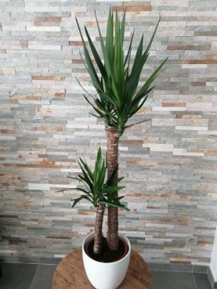 Picture of 10" Yucca Elephantipes Plant