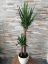 Picture of 10" Yucca Elephantipes Plant