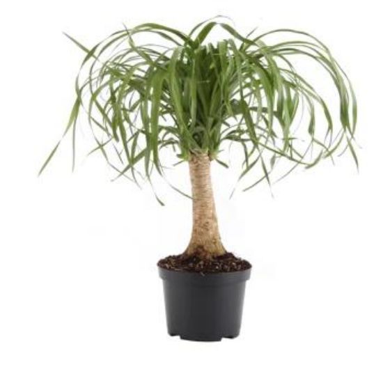 Picture of Ponytail Palm 6"