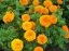 Picture of Marigold 6"
