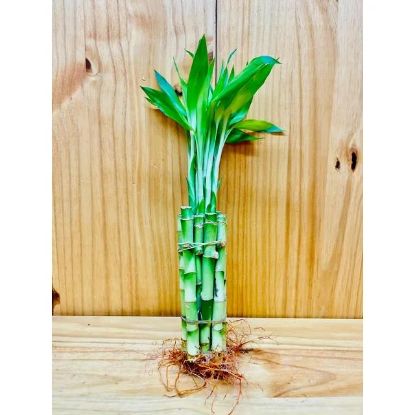 Picture of 12" Lucky Bamboo Straight Stem