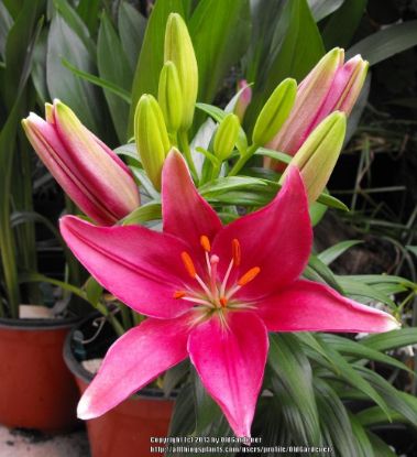 Picture of 8" Colored Lily