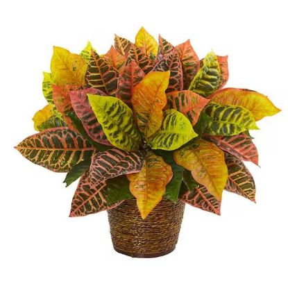 Picture of 10" Croton