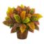 Picture of 10" Croton