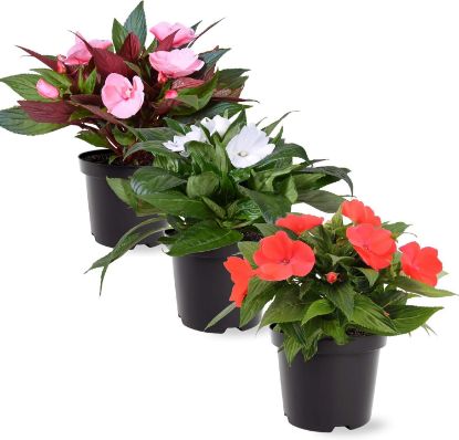 Picture of New Guinea Impatiens 6"