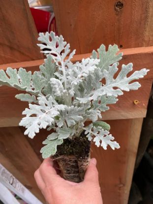 Picture of Dusty Miller Flat