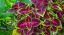 Picture of Coleus 6"