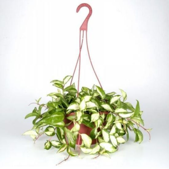 Picture of 8"-foliage Hanging-basket
