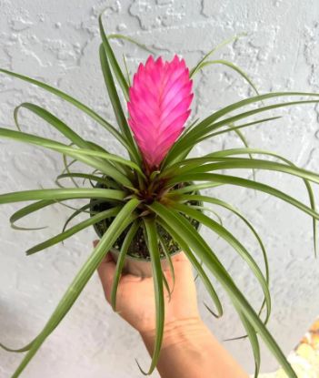 Picture of 4 " Bromeliad