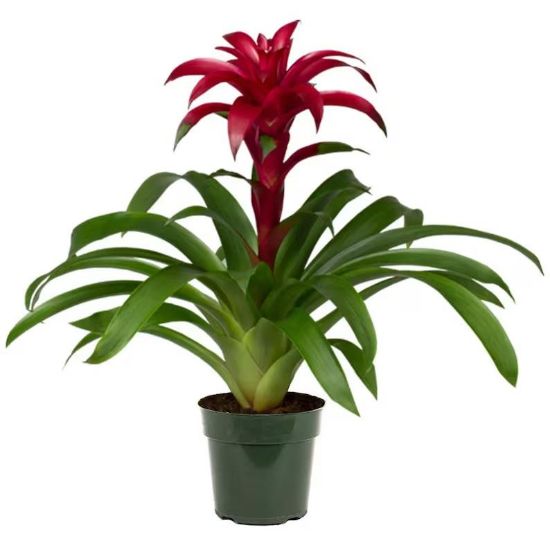 Picture of Bromeliad 2" Mini